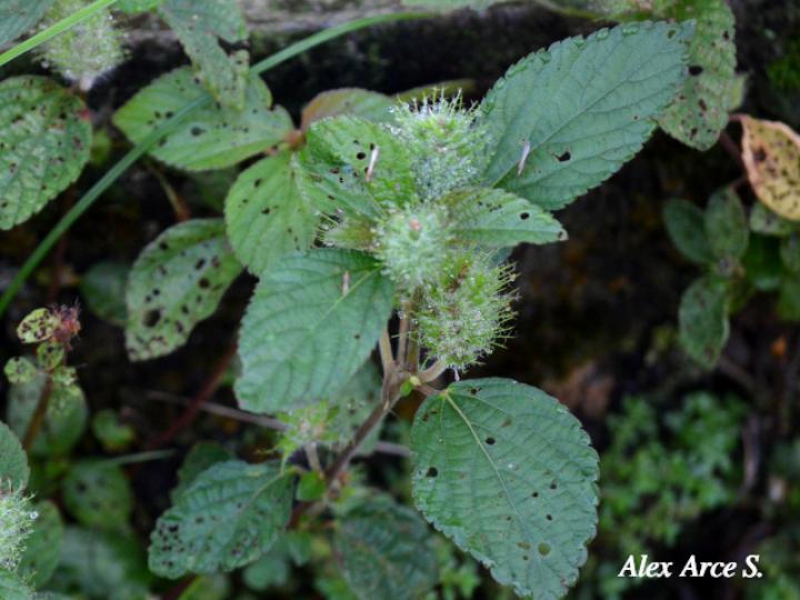 Acalypha arvensis (Gusanillo, Hierba meona)