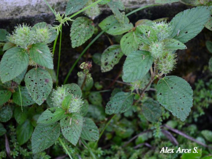 Acalypha arvensis (Gusanillo, Hierba meona)