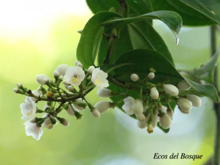 Adelobotrys adscendens