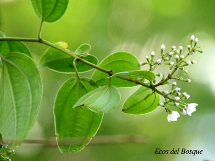 Adelobotrys adscendens