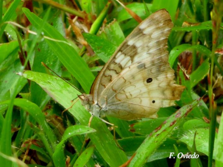 Anartia jatrophae luteipicta