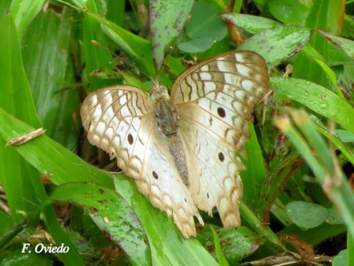 Anartia jatrophae luteipicta