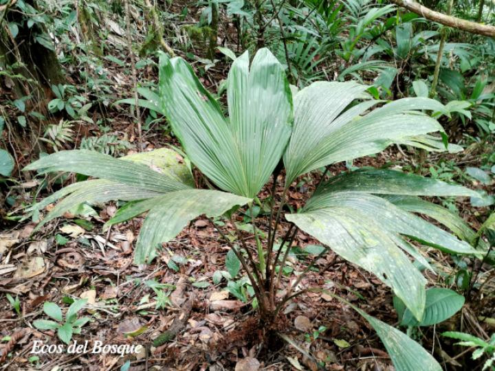 Asplundia sleeperae