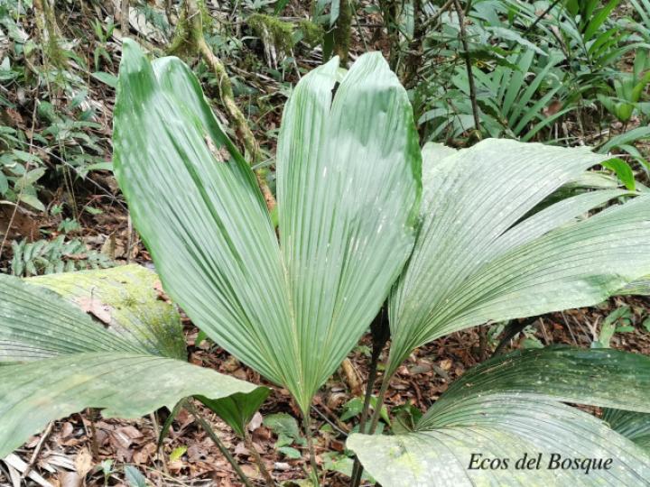 Asplundia sleeperae