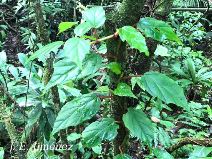 Begonia glabra (Begonia)
