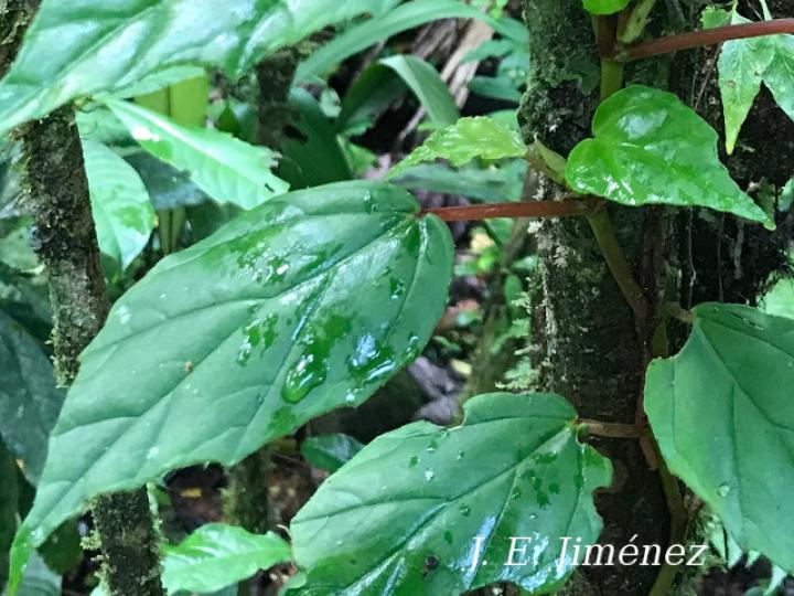 Begonia glabra (Begonia)