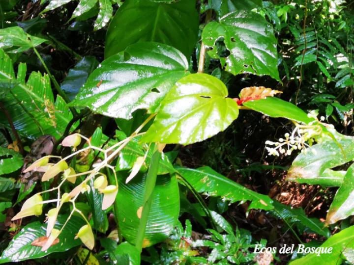 Begonia glabra (Begonia)