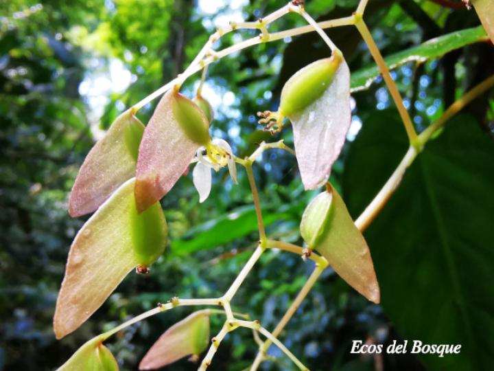Begonia glabra (Begonia)