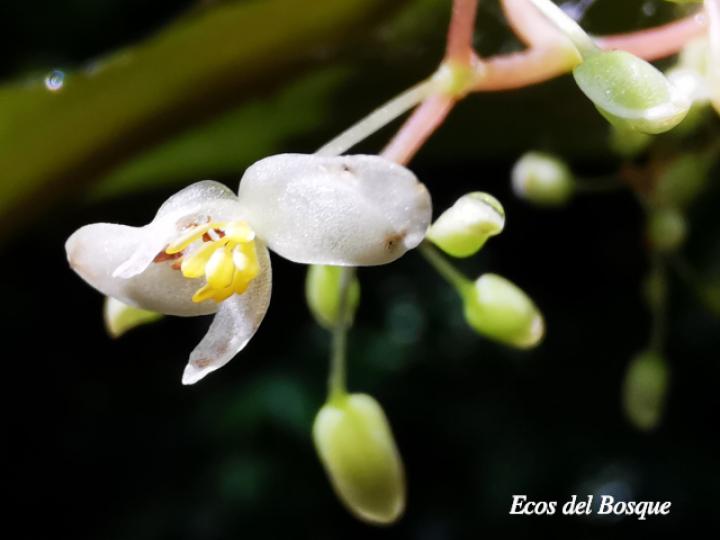 Begonia glabra (Begonia)