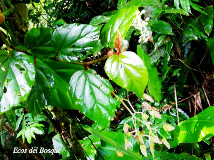 Begonia glabra (Begonia)