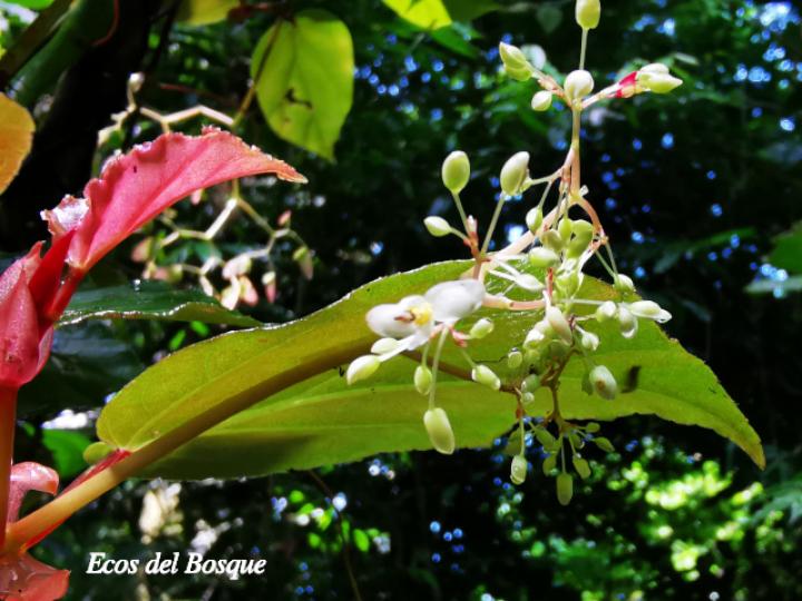 Begonia glabra (Begonia)