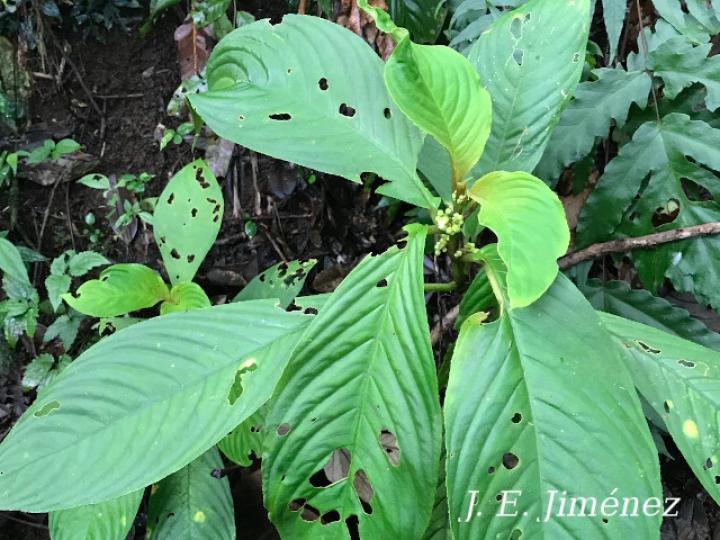 Besleria flavovirens