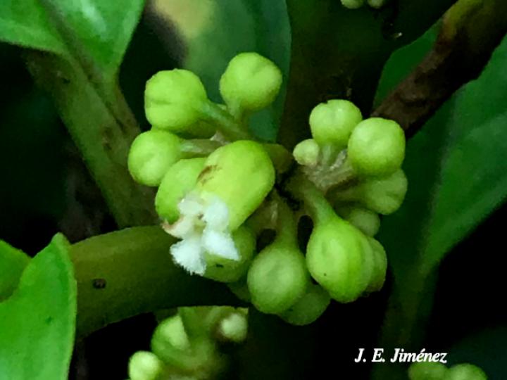 Besleria flavovirens