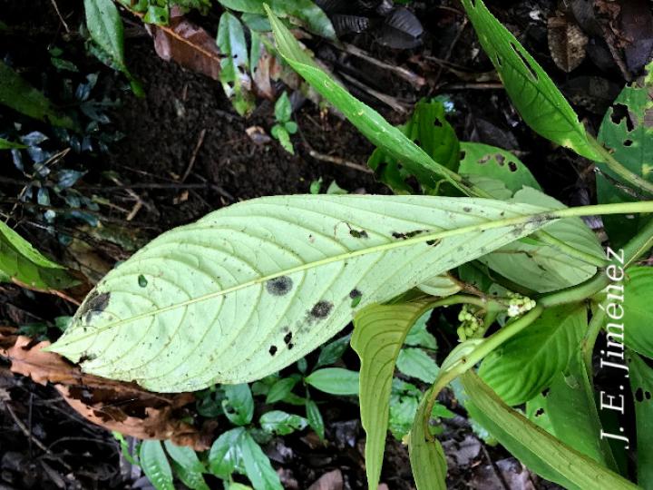 Besleria flavovirens