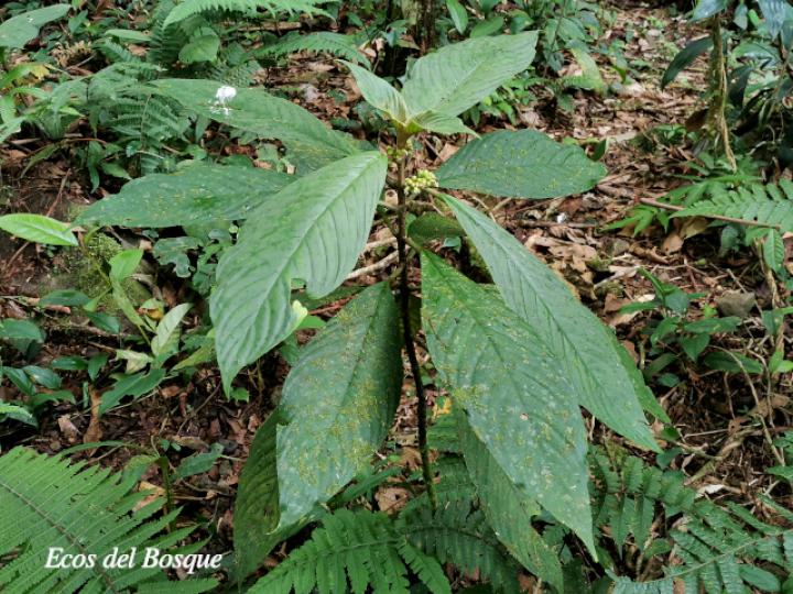 Besleria flavovirens