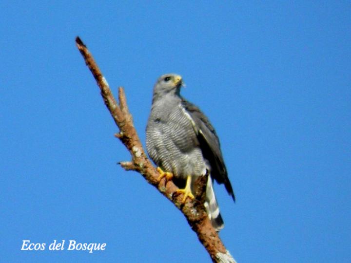 Buteo plagiatus (Gavilán gris)