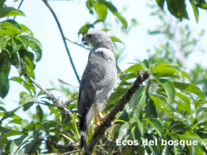Buteo plagiatus (Gavilán gris)