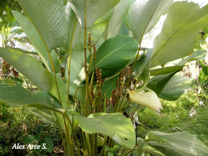Calathea lutea (Bijagua)