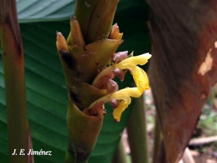 Calathea lutea (Bijagua)