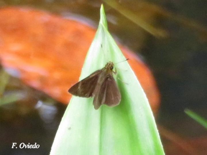 Callimormus juventus