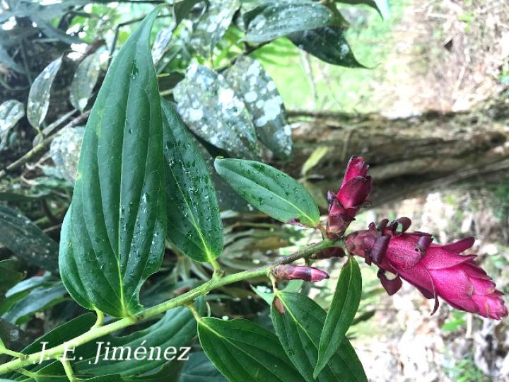 Cavendishia callista