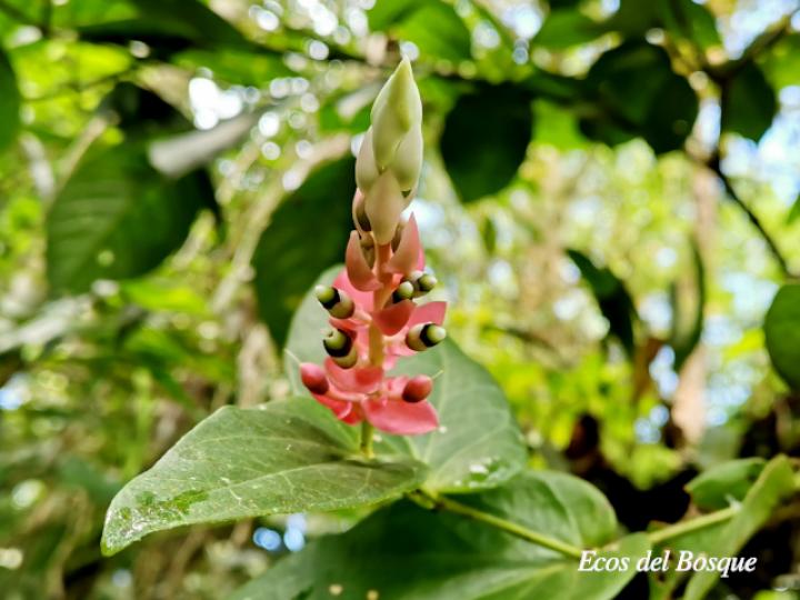 Cavendishia complectens