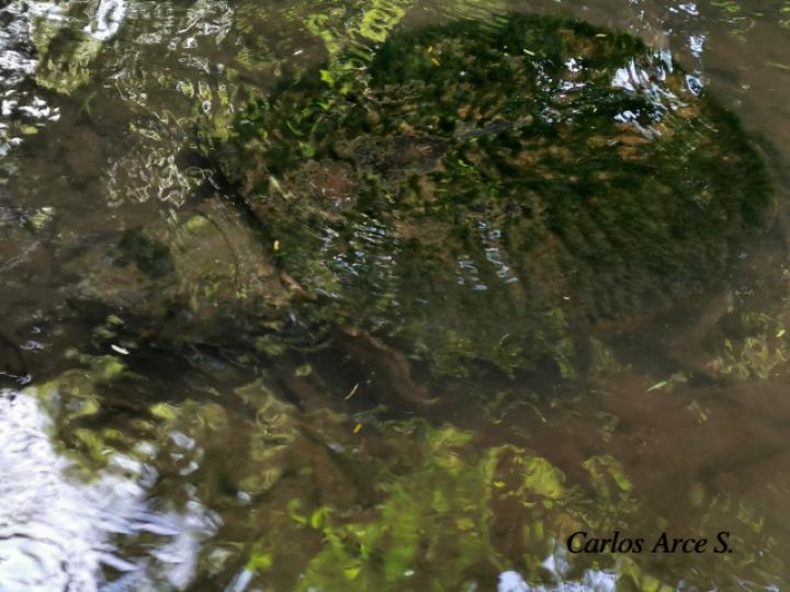 Chelydra serpentina (Tortuga lagarto, Tortuga mordedora)