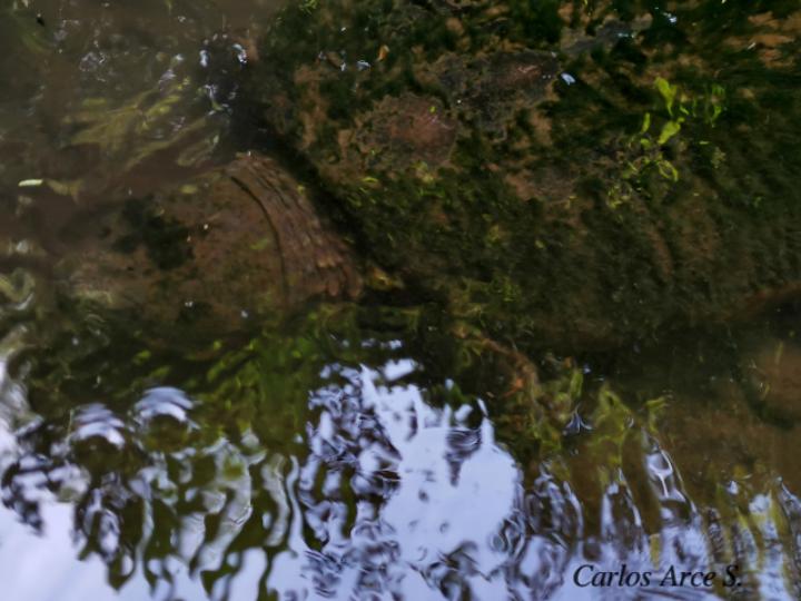 Chelydra serpentina (Tortuga lagarto, Tortuga mordedora)