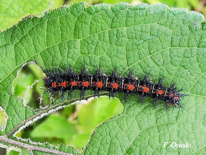 Chlosyne lacinia lacinia (Larva)