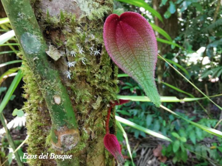 Clidemia epiphytica
