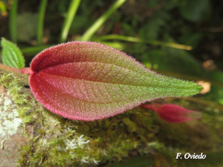 Clidemia epiphytica