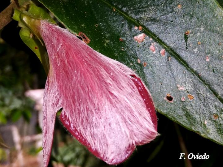 Columnea nicaraguensis