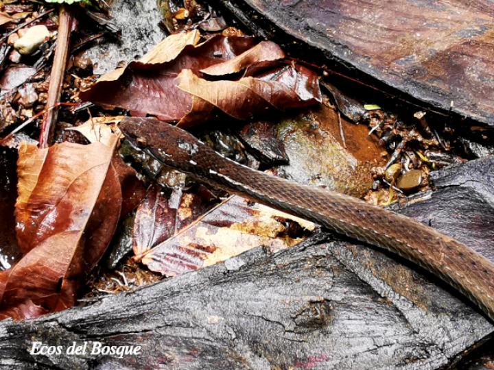 Coniophanes fissidens (Culebra de vientre amarillo)