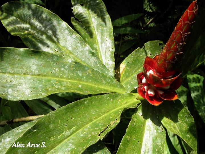 Costus pulverulentus (Caña agria)