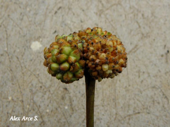 Coussapoa villosa (Montano)