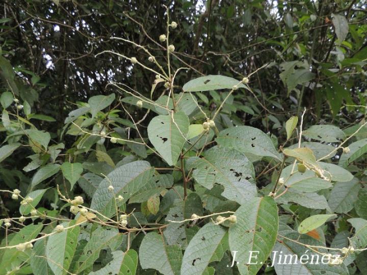 Croton bilbergianus (Targuacillo)