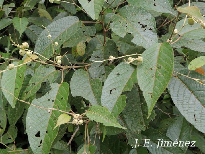 Croton bilbergianus (Targuacillo)