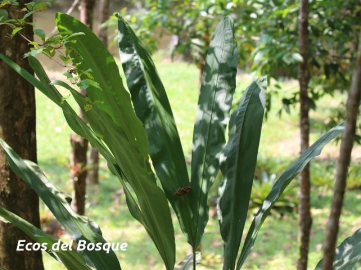 Cyclanthus bipartitus (Hoja de lapa)