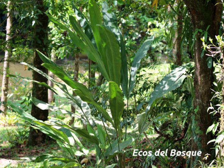 Cyclanthus bipartitus (Hoja de lapa)