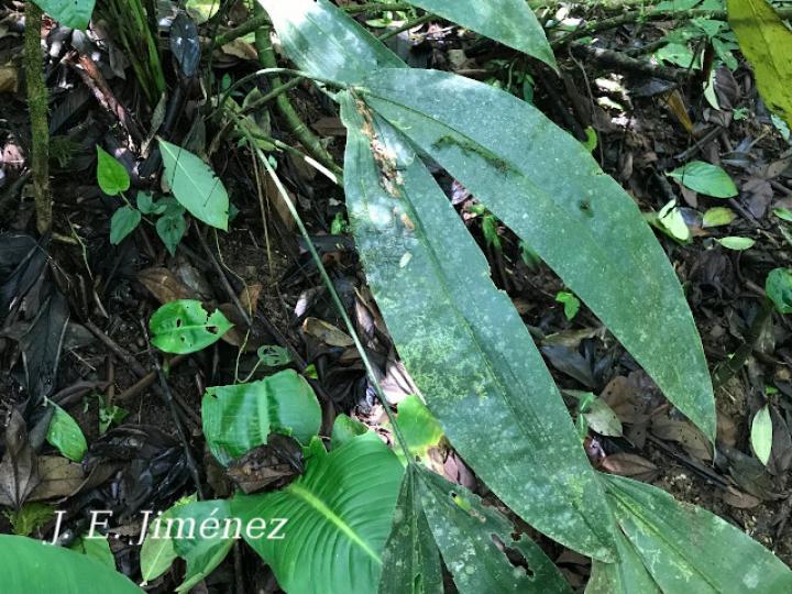 Cyclanthus bipartitus (Hoja de lapa)