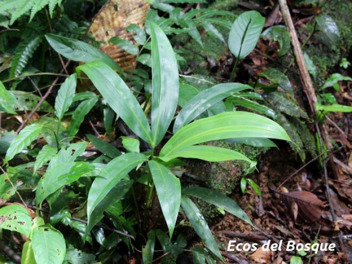 Cyclanthus bipartitus (Hoja de lapa)