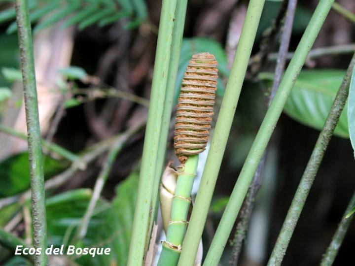 Cyclanthus bipartitus (Hoja de lapa)