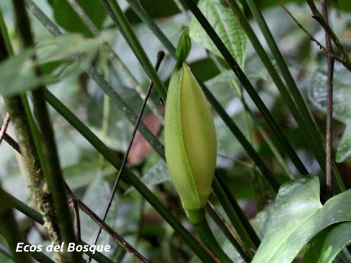 Cyclanthus bipartitus (Hoja de lapa)