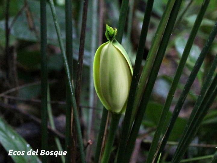 Cyclanthus bipartitus (Hoja de lapa)