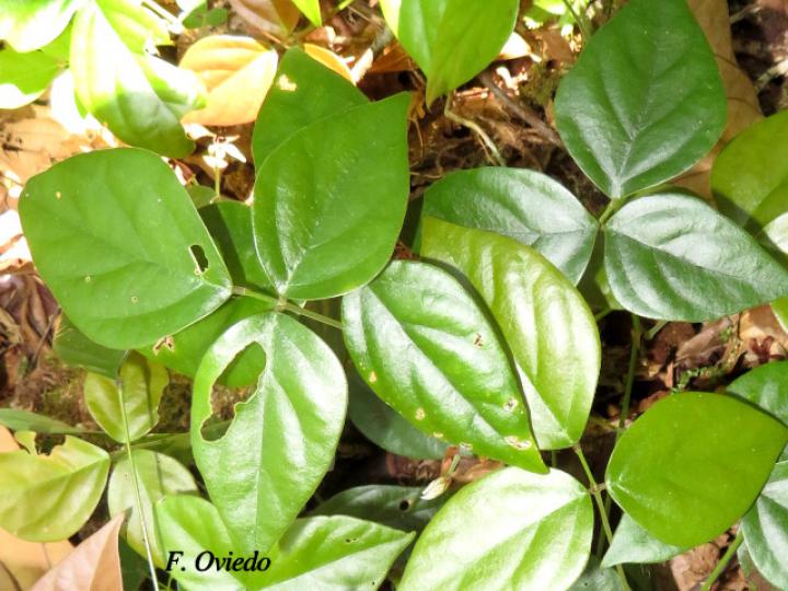 Desmodium axillare (Pega-pega)