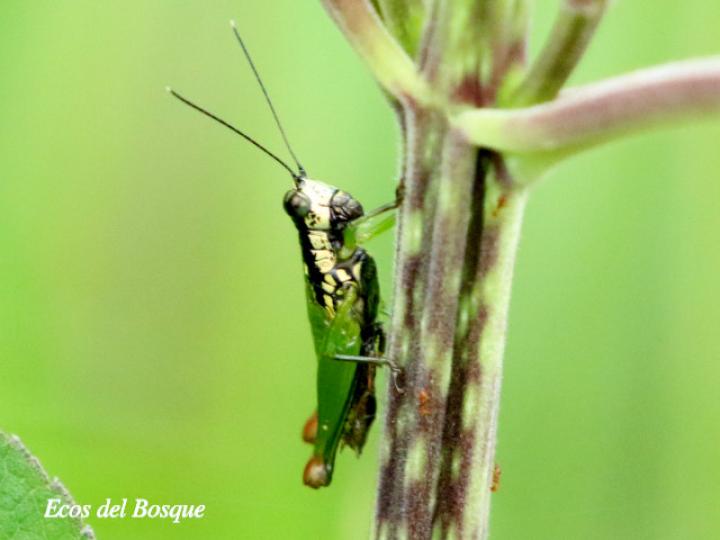 Drymophilacris bimaculata