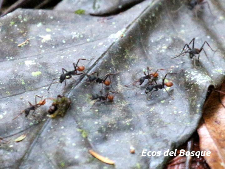 Eciton burchelli (Hormigas arrieras)