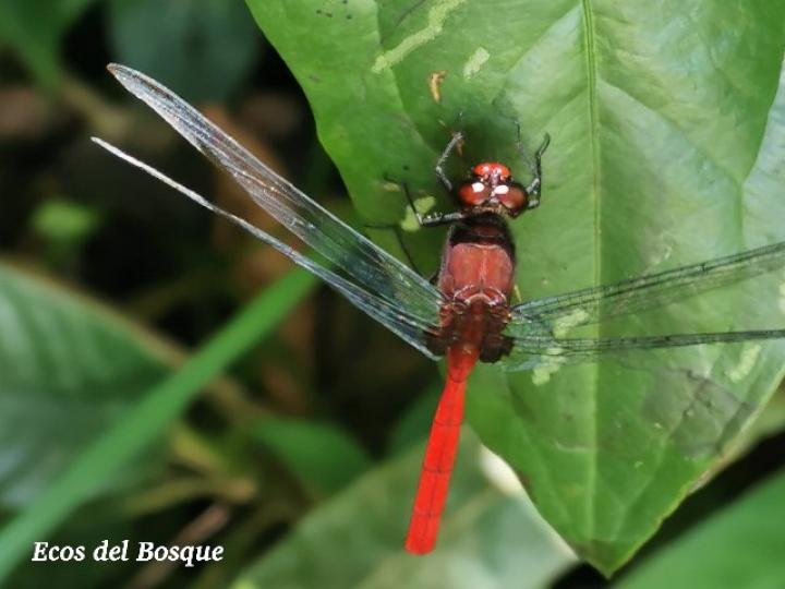 Erythrodiplax castanea