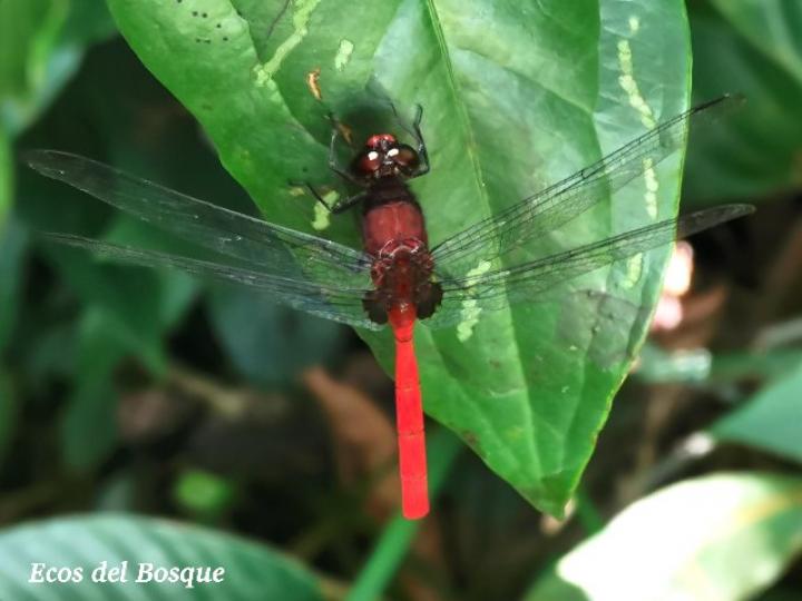 Erythrodiplax castanea