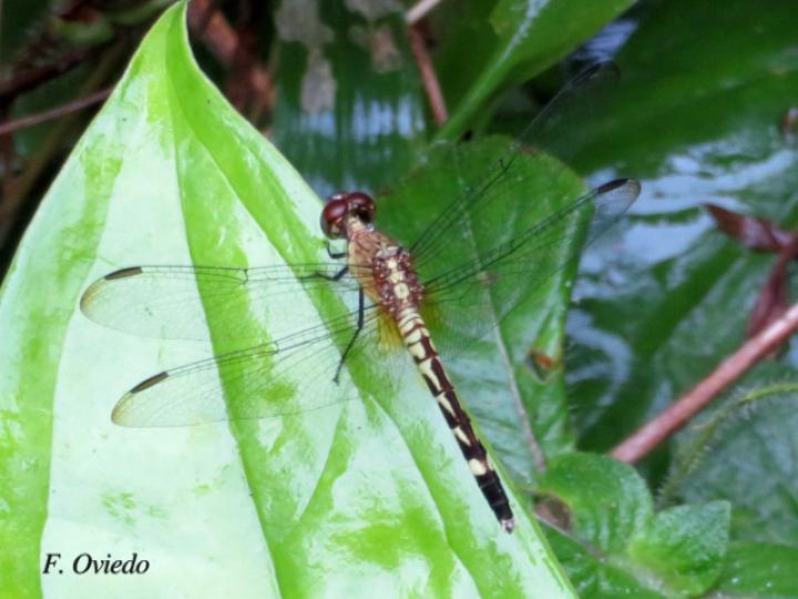 Erythrodiplax fusca (Rayadora colorada) Hembra